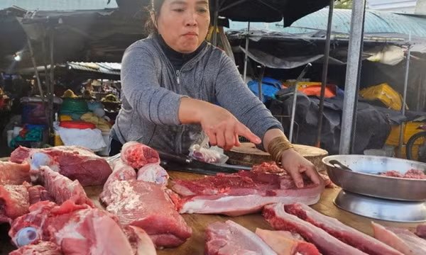 Heo giá tốt mà người nuôi vẫn còn lo lắng