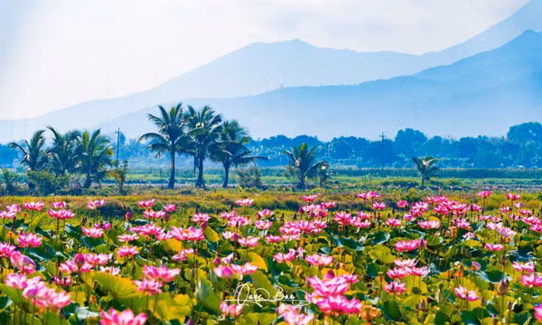 Ngắm cánh đồng sen nở rộ ở Khánh Hòa