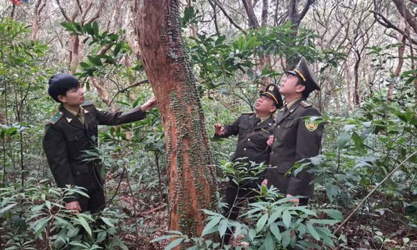 "Kết hợp phát triển du lịch sinh thái giữa rừng và biển"