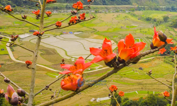 Ngắm Bình Liêu mùa ong đi lấy mật