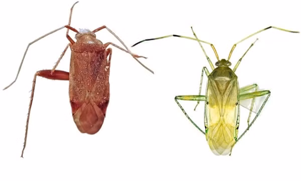 Phát hiện hai loài bọ xít mù ở Việt Nam