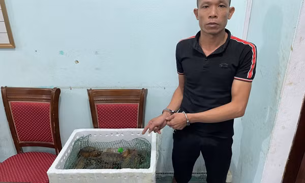 Khởi tố đối tượng vận chuyển cá thể rùa đầu to trái phép
