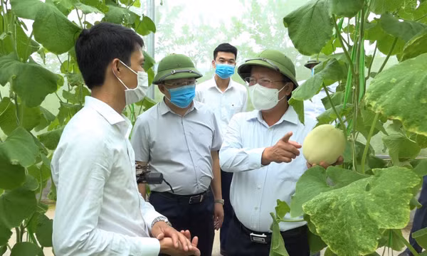 Phó Chủ tịch Thường trực UBND tỉnh Cao Tường Huy thăm một số mô hình sản xuất ứng dựng công nghệ cao tại huyện Đầm Hà