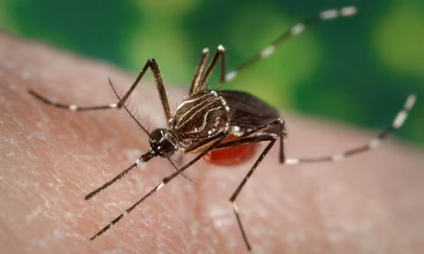 Đường có thể ngăn muỗi phát tán virus