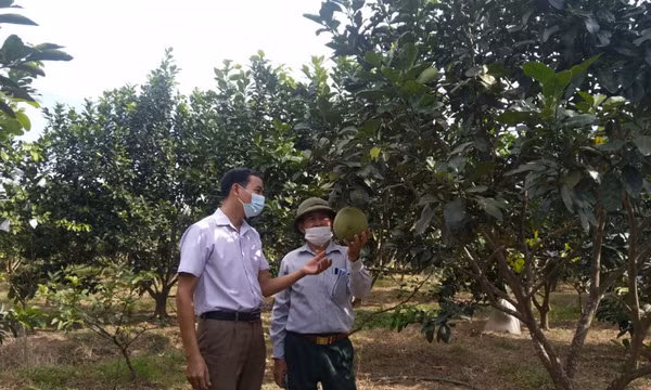 Làm giàu từ kinh tế trang trại