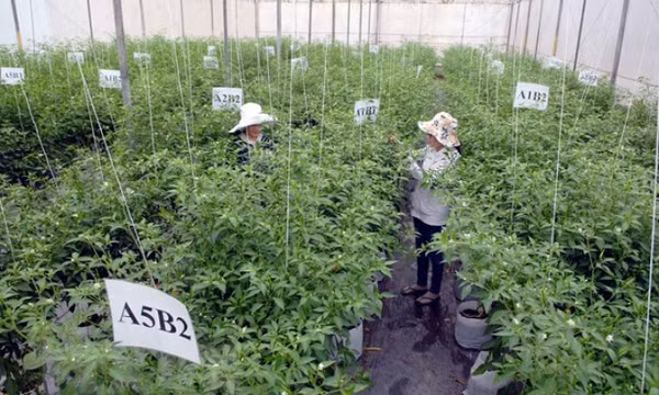 Giải ngân vốn đầu tư công ngành nông nghiệp đạt trên 50%