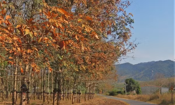 Đăk Hà mùa cao su thay lá