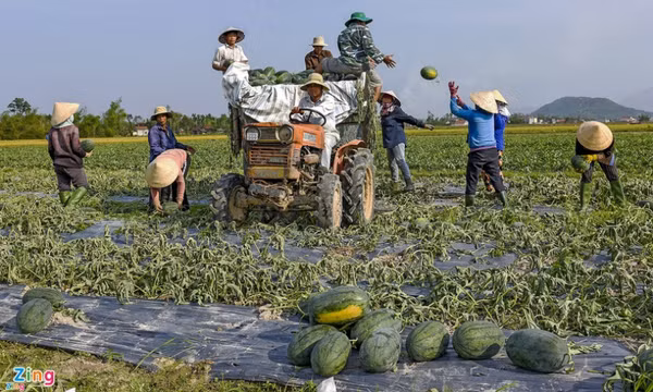 Bộ Nông nghiệp: Nông dân đang lãng phí hạt xoài, vỏ dưa hấu, rơm rạ