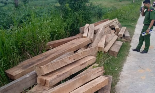 Phát hiện nhiều gỗ bất hợp pháp tại nhà riêng một nhân viên bảo vệ rừng