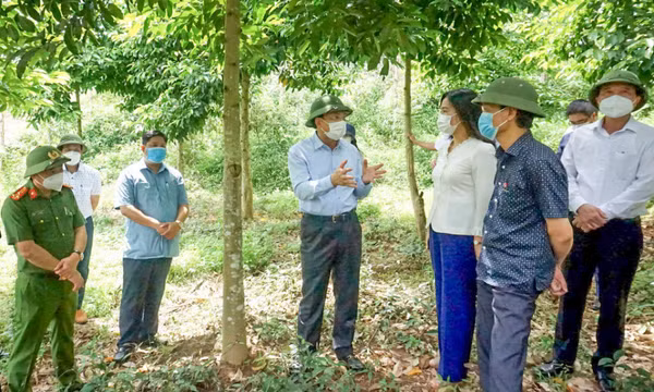 Hướng phát triển cho cây dổi xanh Ba Chẽ