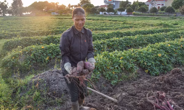 Móng Cái: Điểm sáng ngành Nông nghiệp