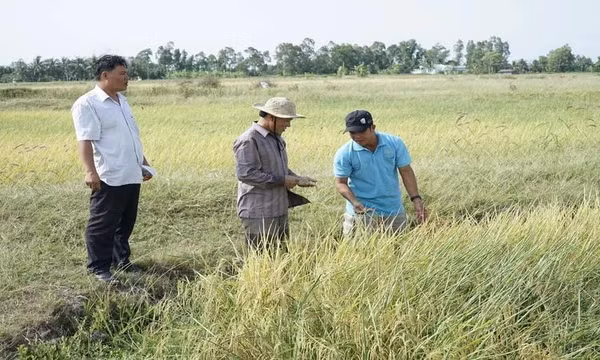 Thị trường lúa gạo sôi động trở lại