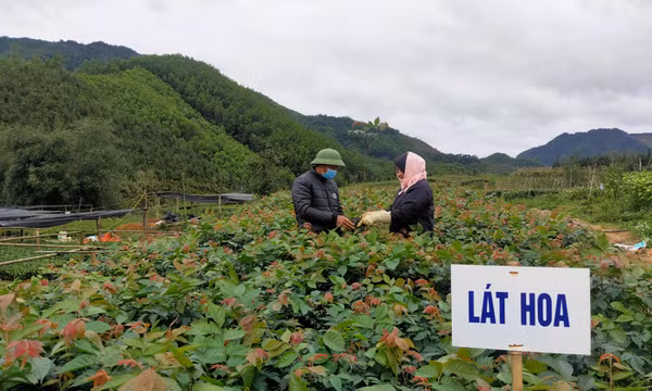 Ba Chẽ: Đẩy mạnh trồng rừng gỗ lớn