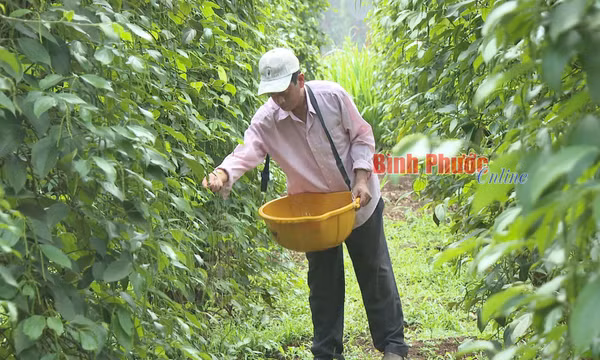 Kỳ vọng vụ tiêu bội thu