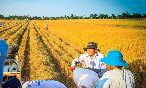 Bất ngờ về những thị trường lớn nhất nhập khẩu gạo Việt Nam