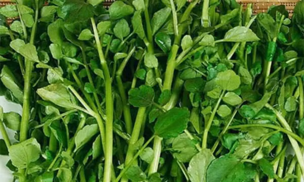 Những loại rau nào nhiều dưỡng chất nhất?