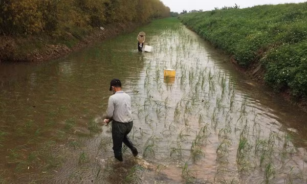 Kiếm tiền tỉ nhờ mày mò ương nuôi rươi giống thành công
