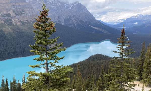 Ngắm vẻ đẹp xanh biếc của hồ Peyto ở Canada