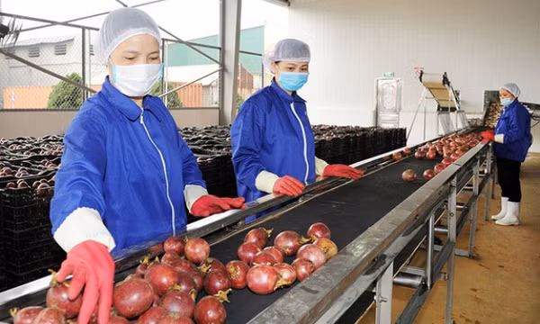 Đơn hàng nông sản quay trở lại, doanh nghiệp tăng tốc xuất khẩu