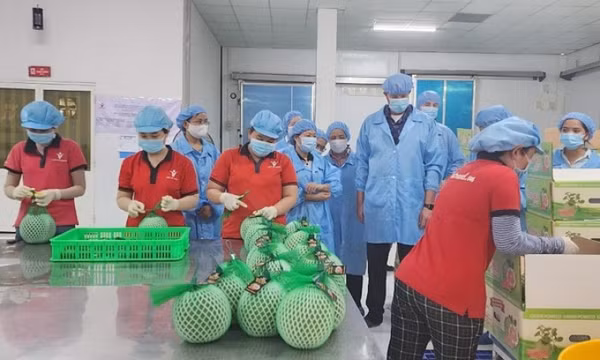 Xuất khẩu bưởi tăng vọt