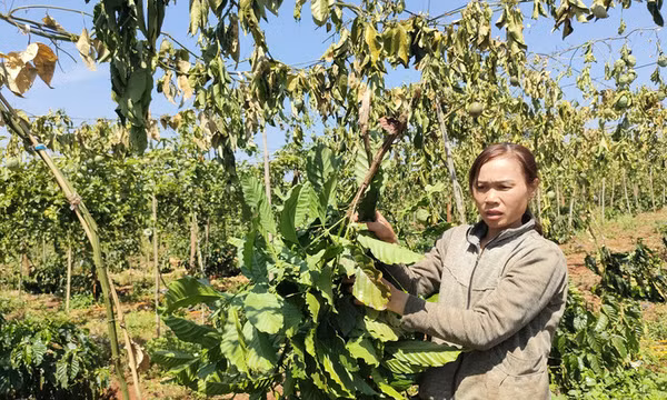 Kẻ gian chặt phá hàng trăm gốc cà phê, chanh dây của dân
