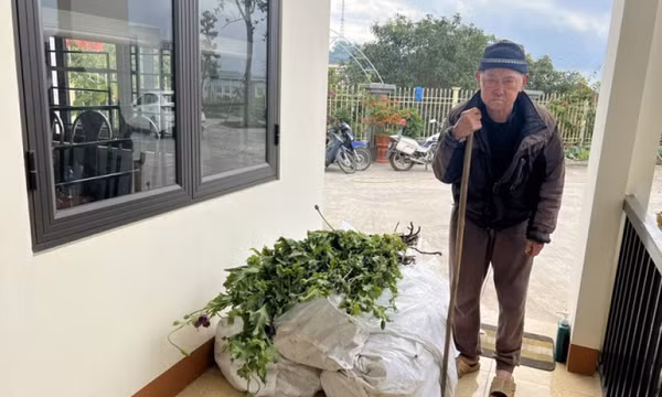 Cụ ông 82 tuổi bị bắt vì trồng 750 cây thuốc phiện cạnh nhà