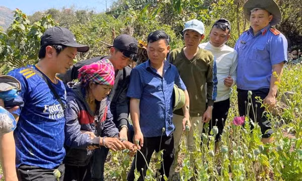 Bắt quả tang đối tượng trồng hơn 3.000 cây thuốc phiện trong rừng sâu