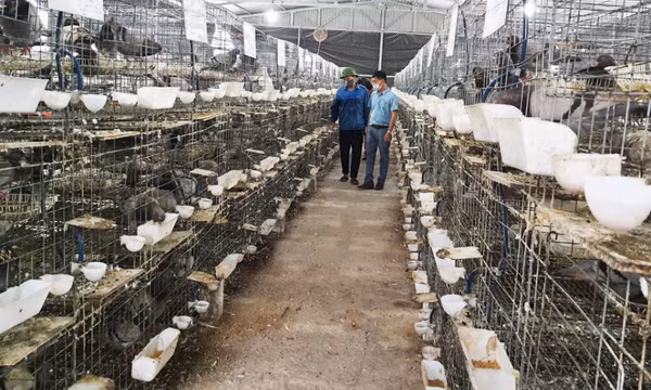Đòn bẩy từ các kênh dẫn vốn