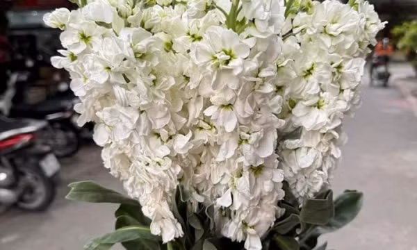 Những loại hoa, cây cảnh chứa độc tố cực độc