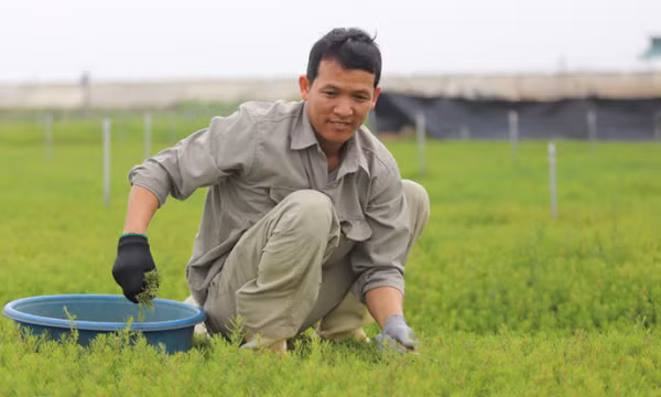 Thuần hóa rau dại thu tỷ đồng mỗi năm