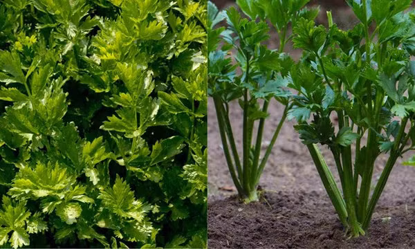 6 tác dụng không ngờ của lá cần tây đối với cơ thể
