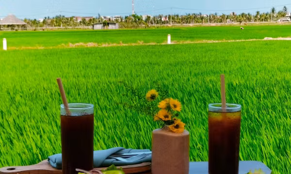 Hội An vào mùa "chill trên cánh đồng" 