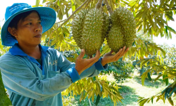 Dừa, sầu riêng đông lạnh sắp xuất chính ngạch sang Trung Quốc
