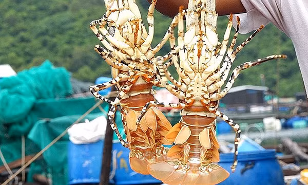 Xuất khẩu tôm hùm sang thị trường Trung Quốc tăng 27 lần