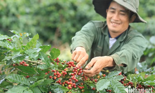 Giá cà phê cao nhất mọi thời đại, doanh nghiệp xuất khẩu ‘gồng lỗ’ nặng