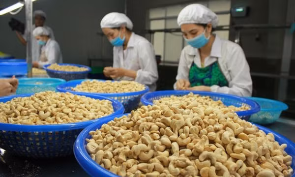 Ngành điều đặt mục tiêu xuất khẩu đạt 3,8 tỉ USD