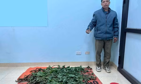 Bị bắt giam vì trồng cây thuốc phiện rồi tự sản xuất chất ma túy