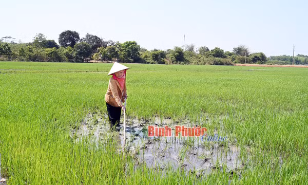 Bình Phước: Đồng xanh trong nắng hạn