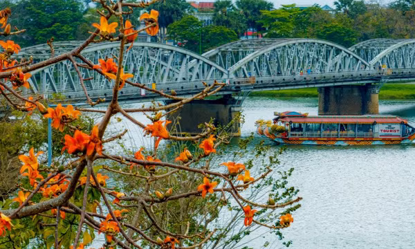 Dạo phố Huế, ngắm hoa gạo nở tháng 3