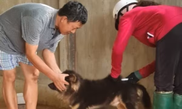 Để không còn ám ảnh bệnh dại và chó thả rông