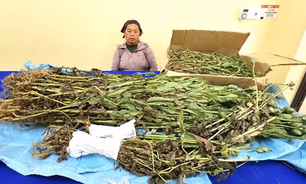Bắt đối tượng trồng gần 800 cây thuốc phiện xen lẫn trong vườn cải