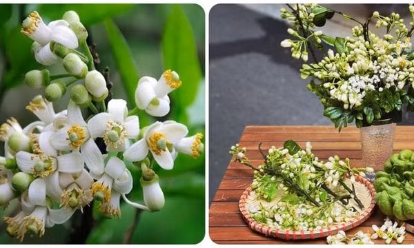 Những tác dụng bất ngờ của hoa bưởi với sức khoẻ