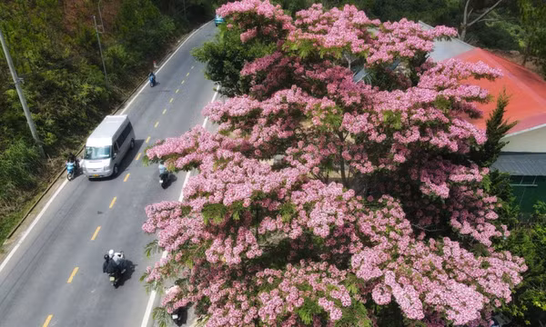 Muồng hoa đào khoe sắc hồng giữa hè Đà Lạt
