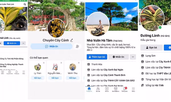 Lừa bán cây cảnh qua facebook, chiếm đoạt hơn 300 triệu đồng