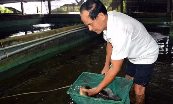Kiếm tiền tỷ nhờ nuôi cá chình trong bể xi măng