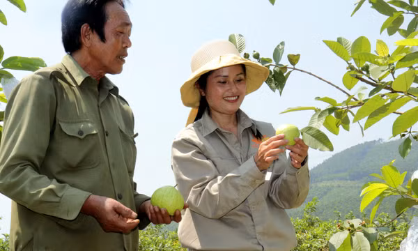 Cơ hội mới cho cây ổi ở Sơn Dương 