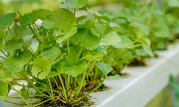 Rau má: Loại rau dại vị đắng nhưng cực tốt cho sức khỏe