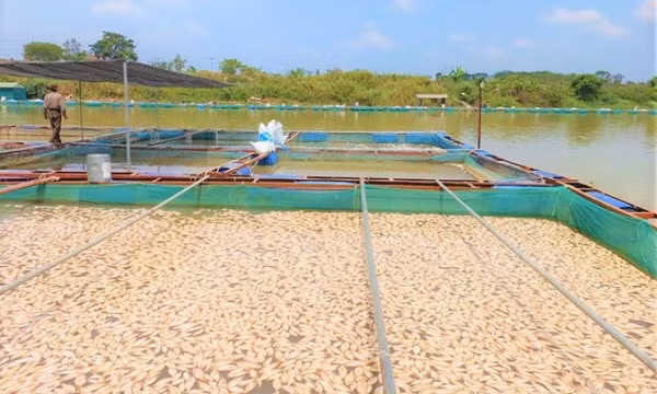 Hàng tấn cá chết mỗi ngày, nổi lềnh bềnh trên mặt sông Sêrêpốk