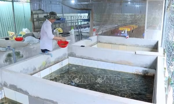 Thu nhập tiền tỷ từ nuôi lươn không bùn trong bể xi măng