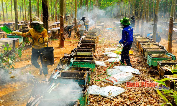 Thu hoạch mật ong